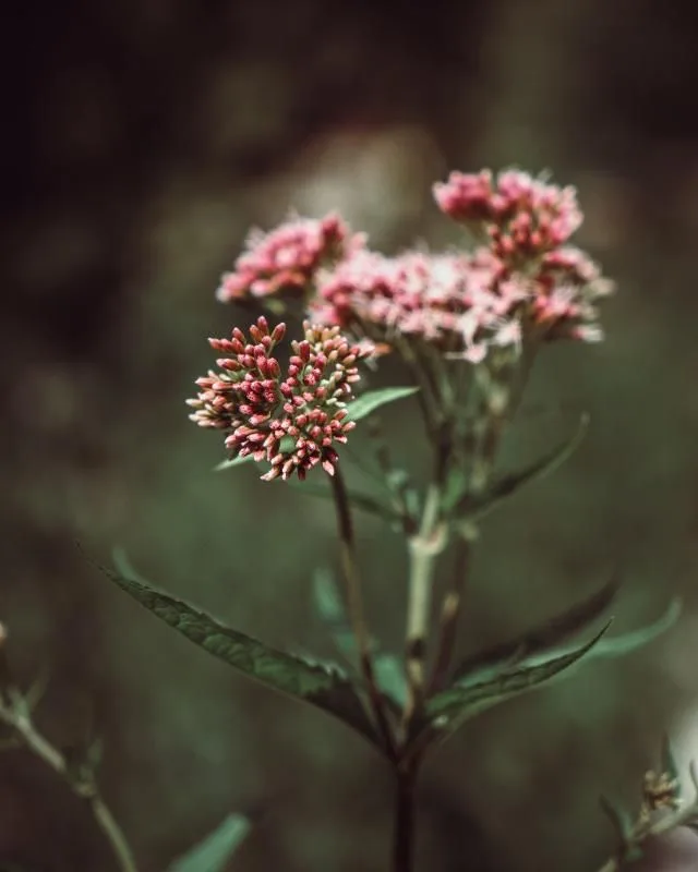Leinwand - Blume