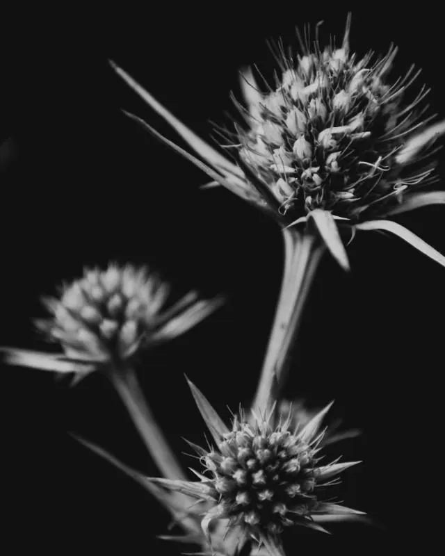 Leinwand - Blumen Schwarz-Weiß