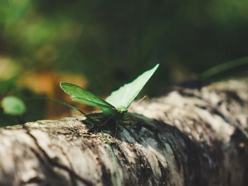 Leinwand - Schmetterling