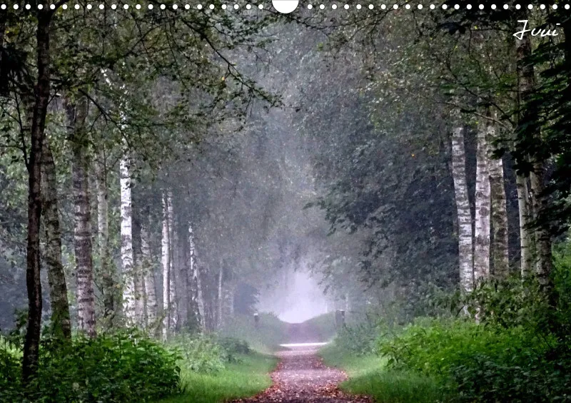 Bildkalender/ Birkenallee / A3