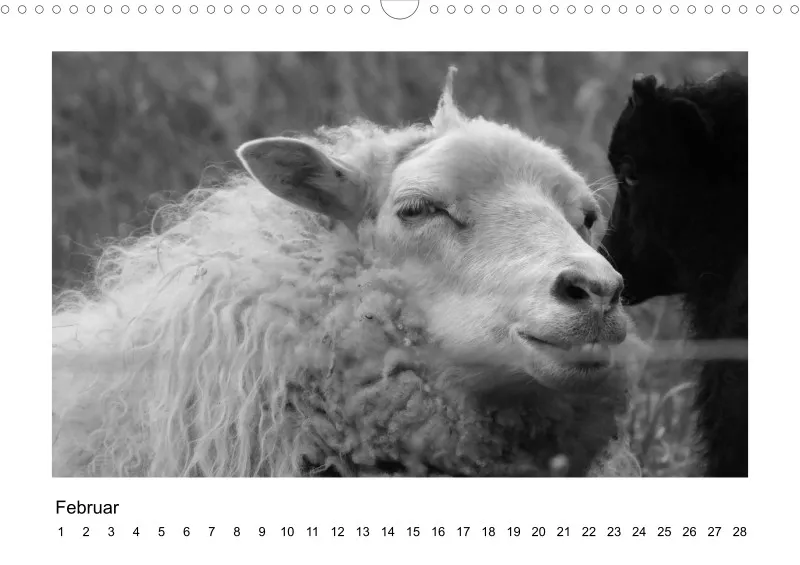 Bildkalender Schafe mit Charakter