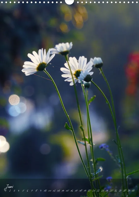 Fotokalender / Blumen