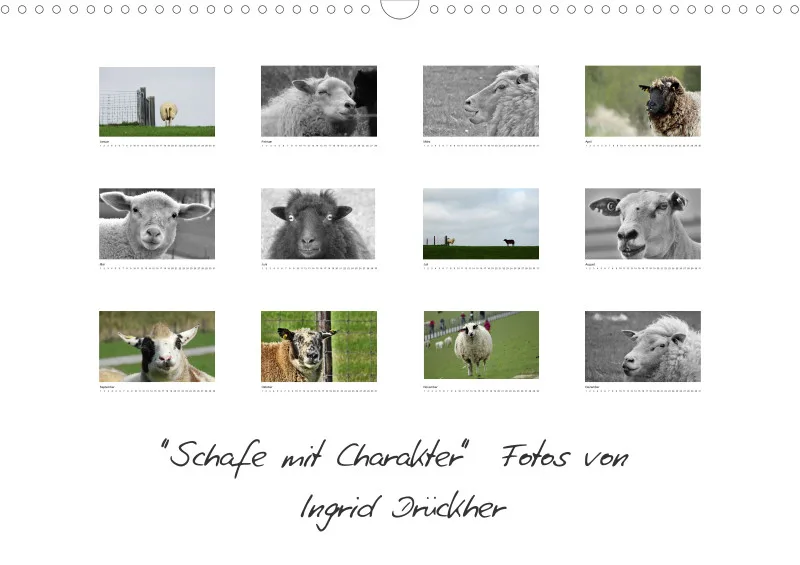 Bildkalender Schafe mit Charakter