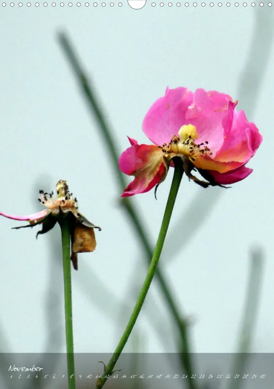 Fotokalender / Blumen