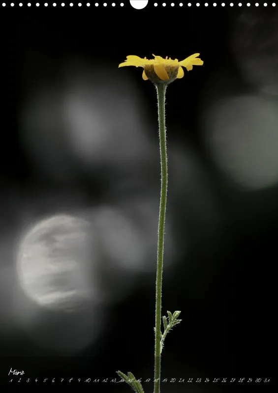 Fotokalender / Blumen