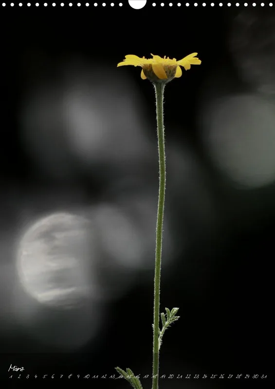 Fotokalender / Blumen