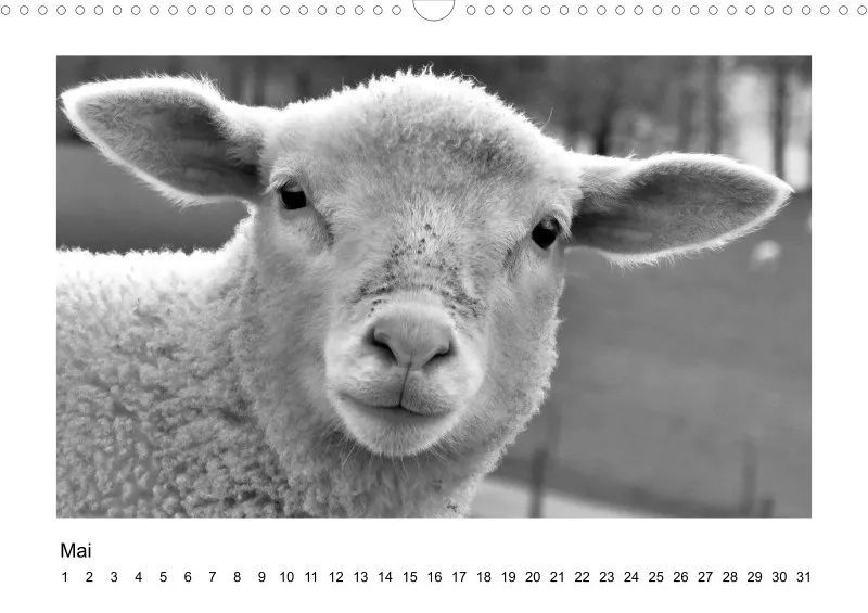 Bildkalender Schafe mit Charakter