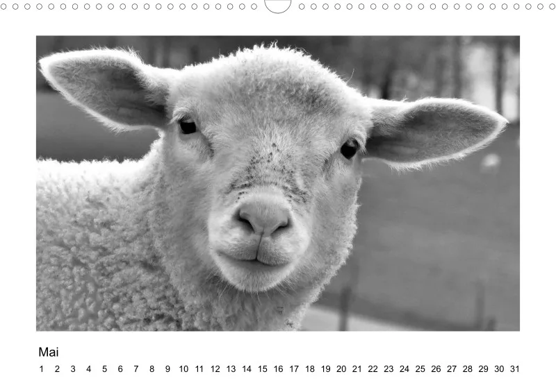 Bildkalender Schafe mit Charakter