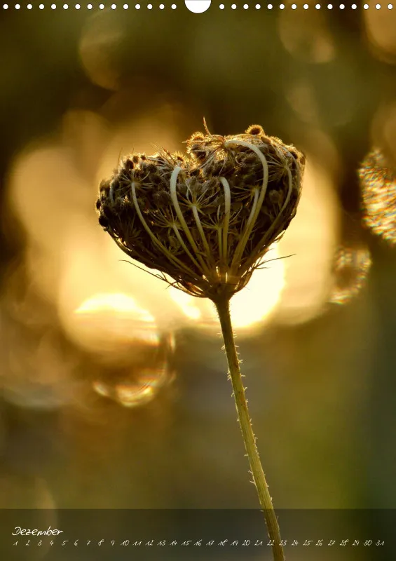 Fotokalender / Blumen