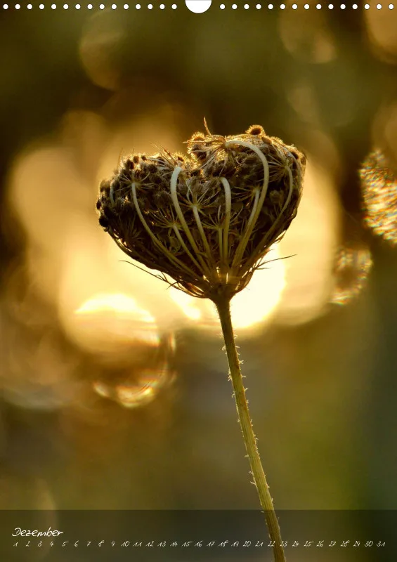 Fotokalender / Blumen