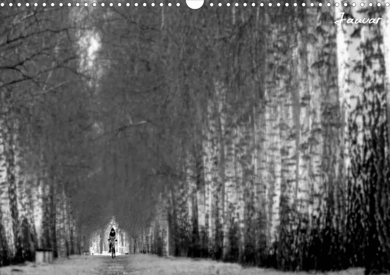 Bildkalender/ Birkenallee / A3