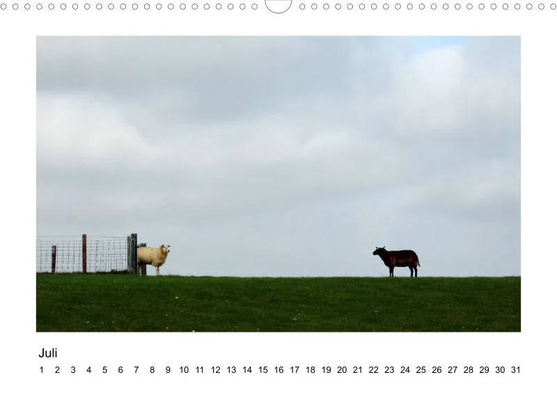 Bildkalender Schafe mit Charakter