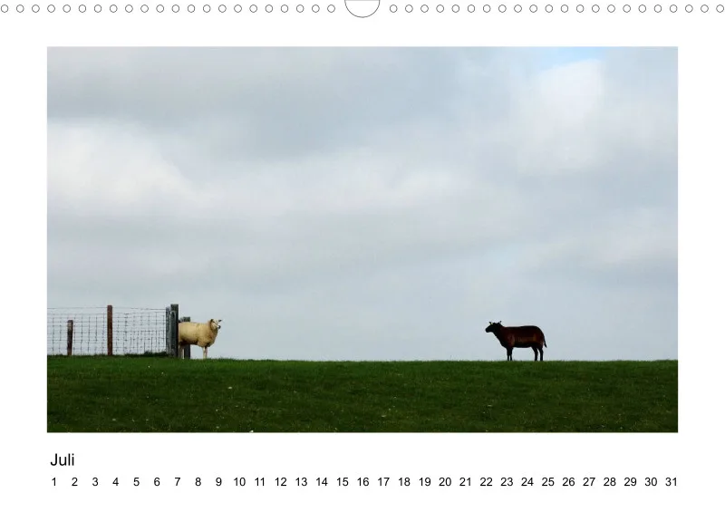 Bildkalender Schafe mit Charakter