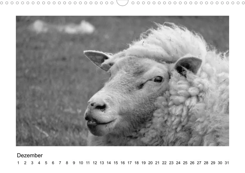 Bildkalender Schafe mit Charakter