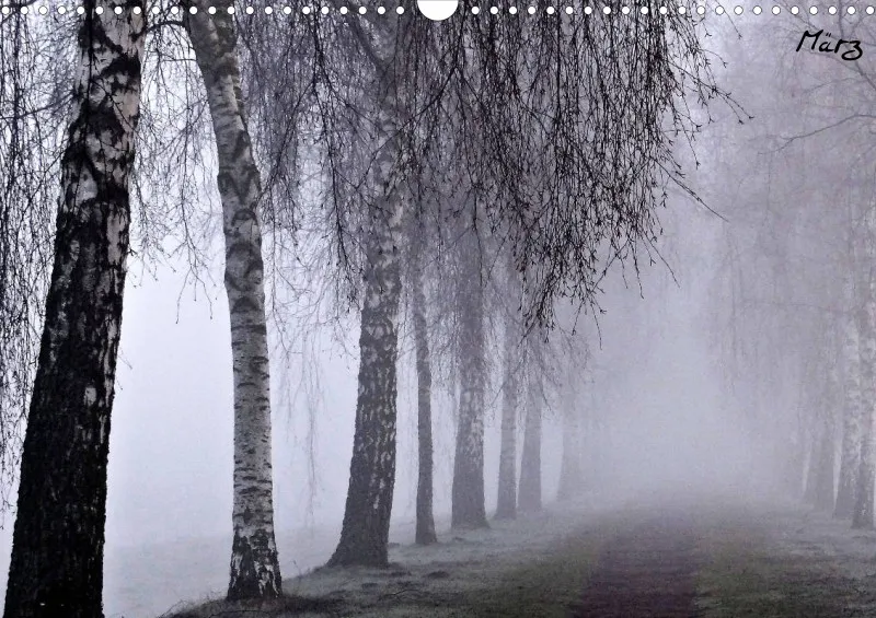Bildkalender/ Birkenallee / A3