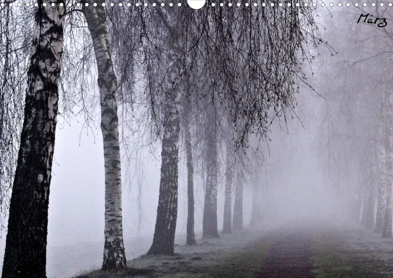 Bildkalender/ Birkenallee / A3