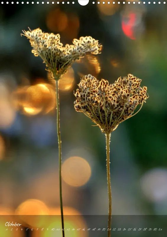 Fotokalender / Blumen