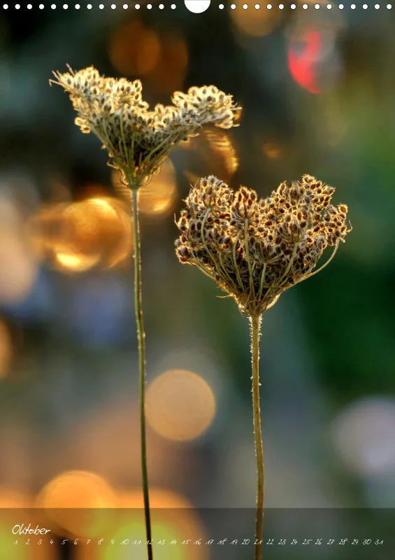 Fotokalender / Blumen