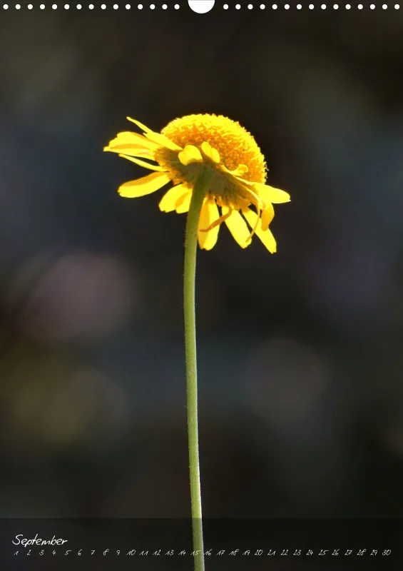 Fotokalender / Blumen