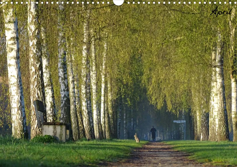 Bildkalender/ Birkenallee / A3