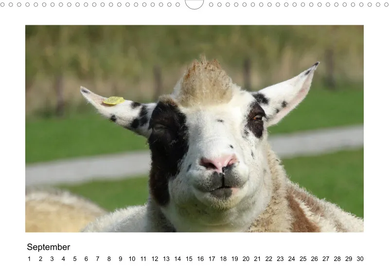 Bildkalender Schafe mit Charakter