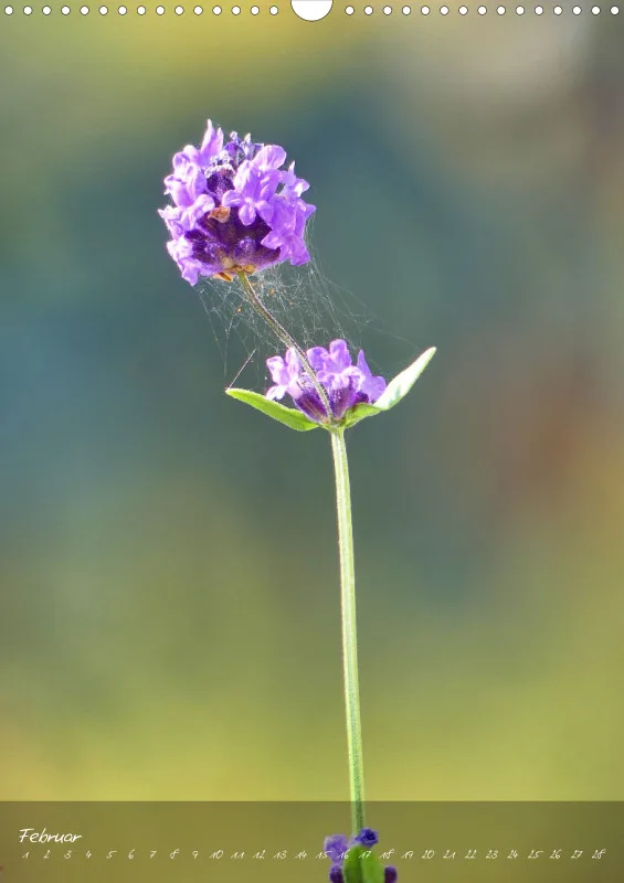 Fotokalender / Blumen