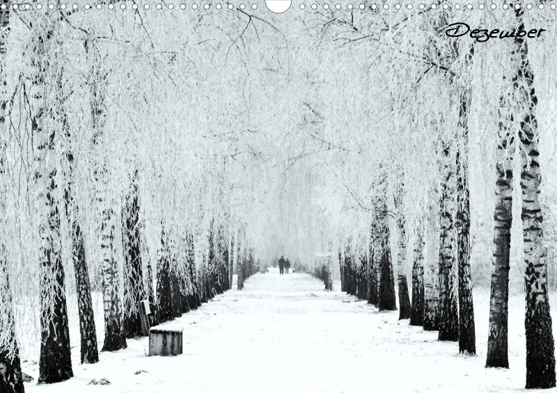 Bildkalender/ Birkenallee / A3