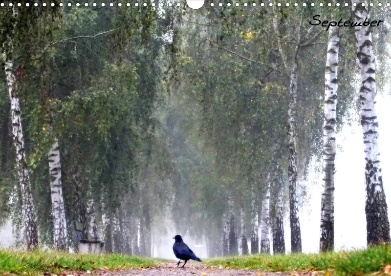Bildkalender/ Birkenallee / A3