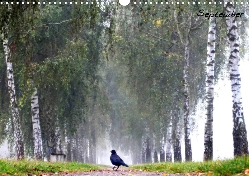 Bildkalender/ Birkenallee / A3