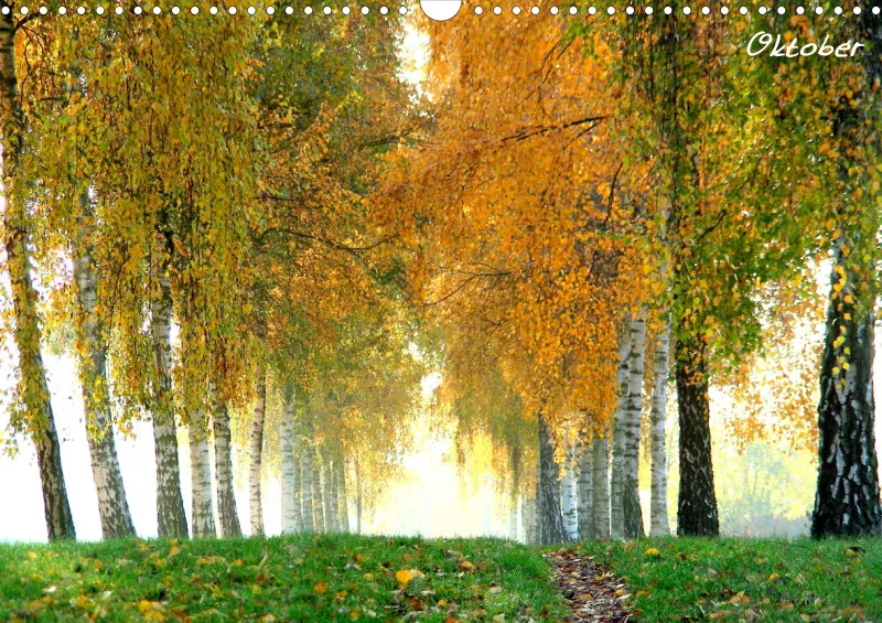 Bildkalender/ Birkenallee / A3