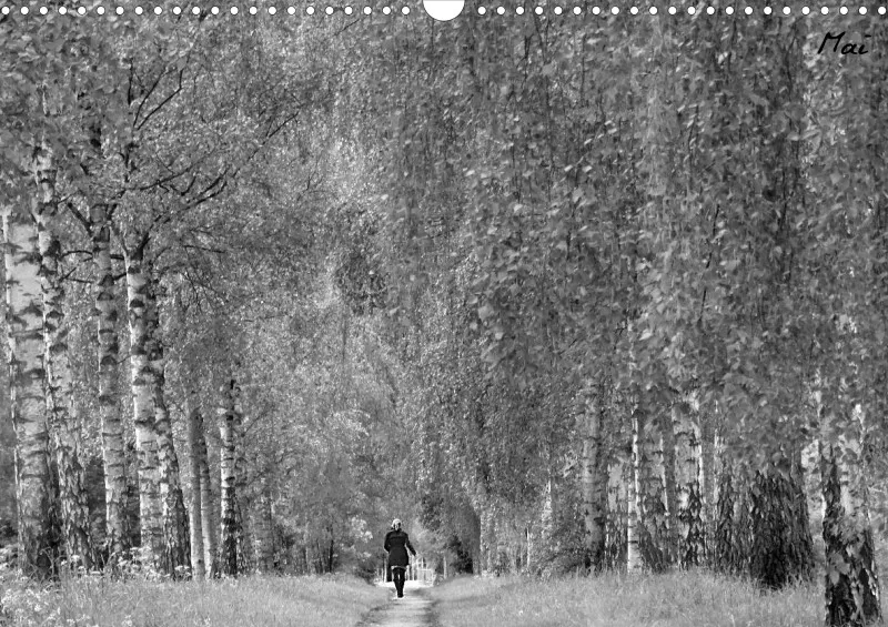 Bildkalender/ Birkenallee / A3