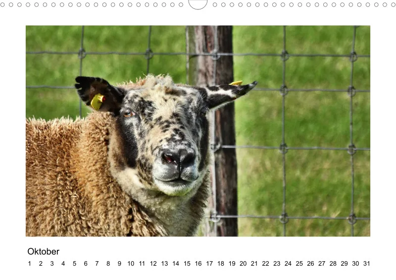 Bildkalender Schafe mit Charakter