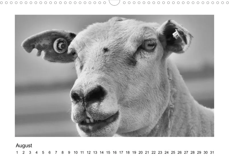 Bildkalender Schafe mit Charakter