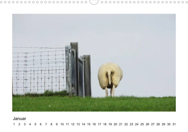 Bildkalender Schafe mit Charakter