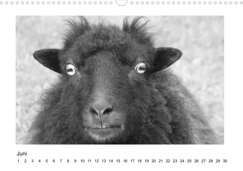 Bildkalender Schafe mit Charakter