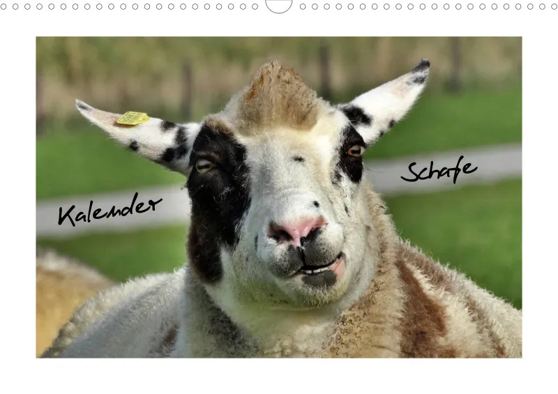 Bildkalender Schafe mit Charakter