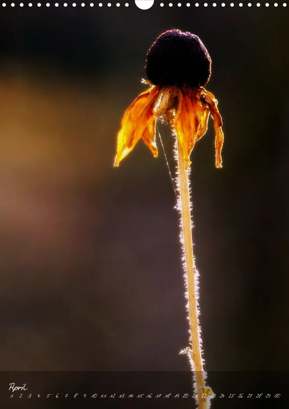 Fotokalender / Blumen