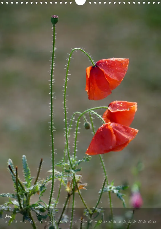 Fotokalender / Blumen