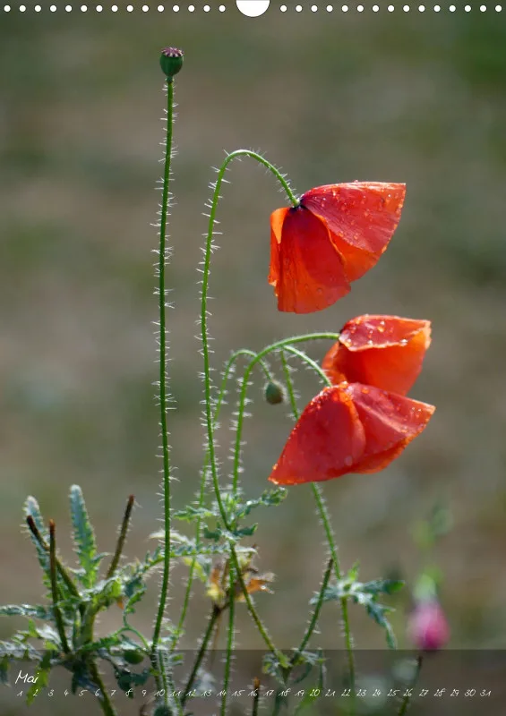 Fotokalender / Blumen