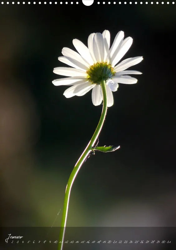 Fotokalender / Blumen