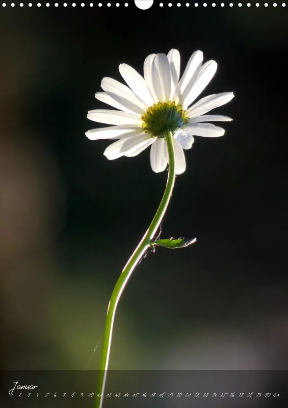 Fotokalender / Blumen