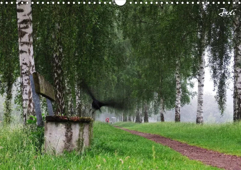 Bildkalender/ Birkenallee / A3