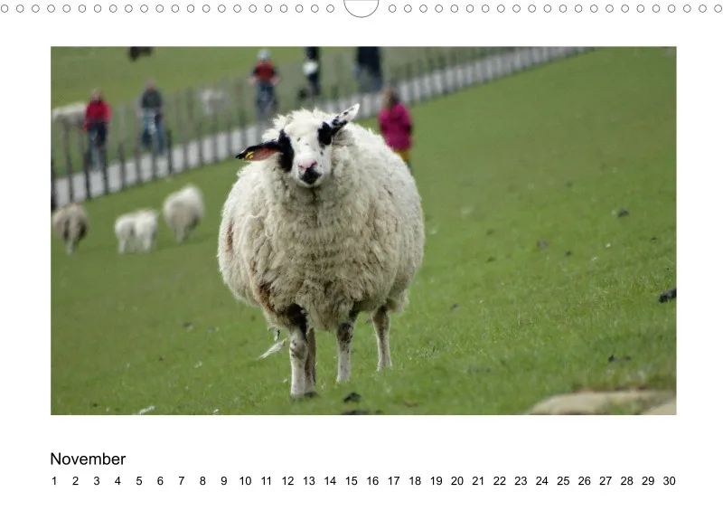 Bildkalender Schafe mit Charakter