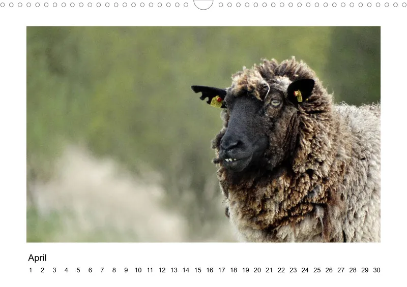 Bildkalender Schafe mit Charakter