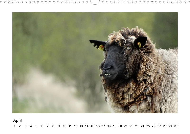 Bildkalender Schafe mit Charakter