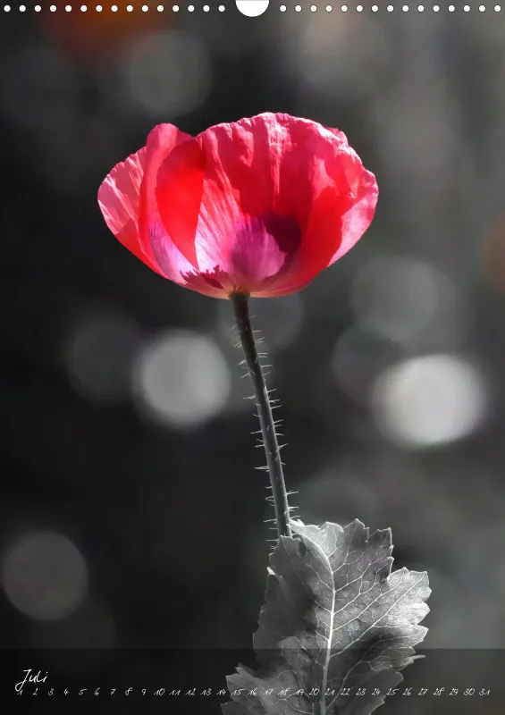Fotokalender / Blumen