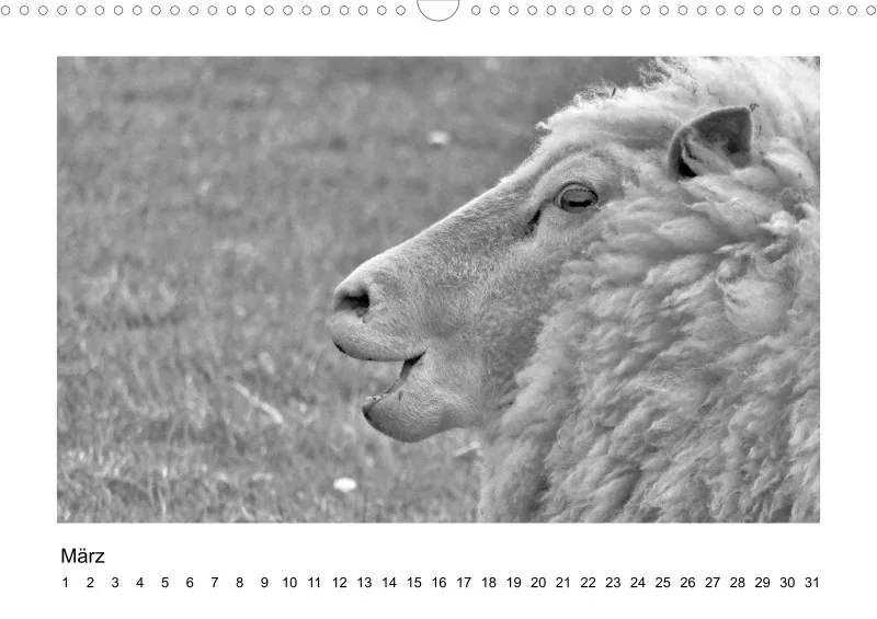 Bildkalender Schafe mit Charakter