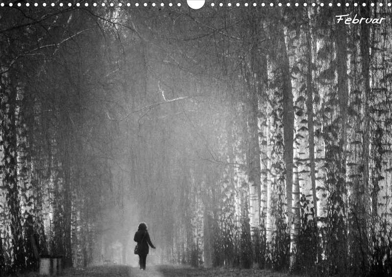 Bildkalender/ Birkenallee / A3
