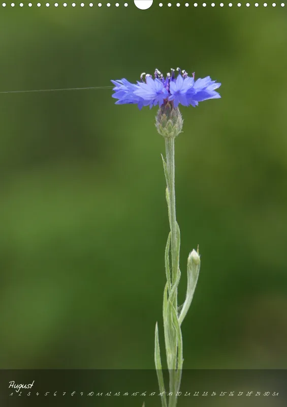 Fotokalender / Blumen