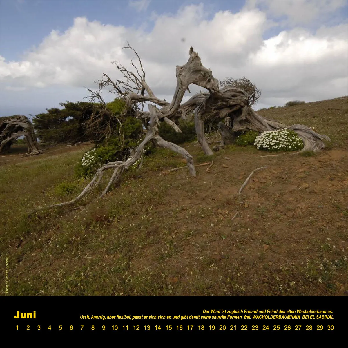 NR.8_D_EL HIERRO_ IMMERWÄHREND_PERMANENTE_EDITIONCANARIAS_KALENDER